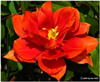 abbca962-crveno-žuto zeleno.jpg